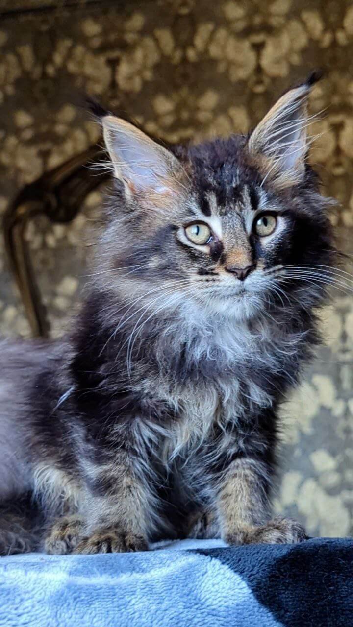 Cazanova Maine Coon Black Ticked Male - Image 3