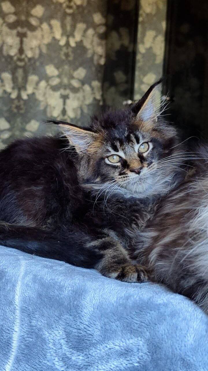 Cazanova Maine Coon Black Ticked Male - Image 2