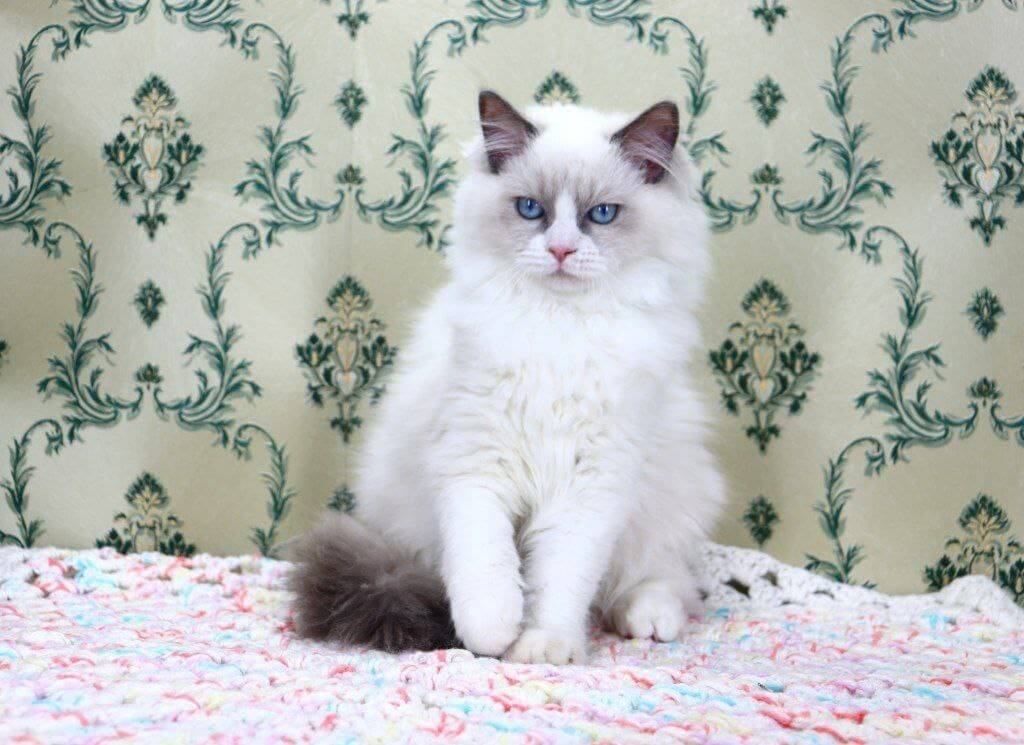 Jacob Ragdoll Blue Male - Image 5