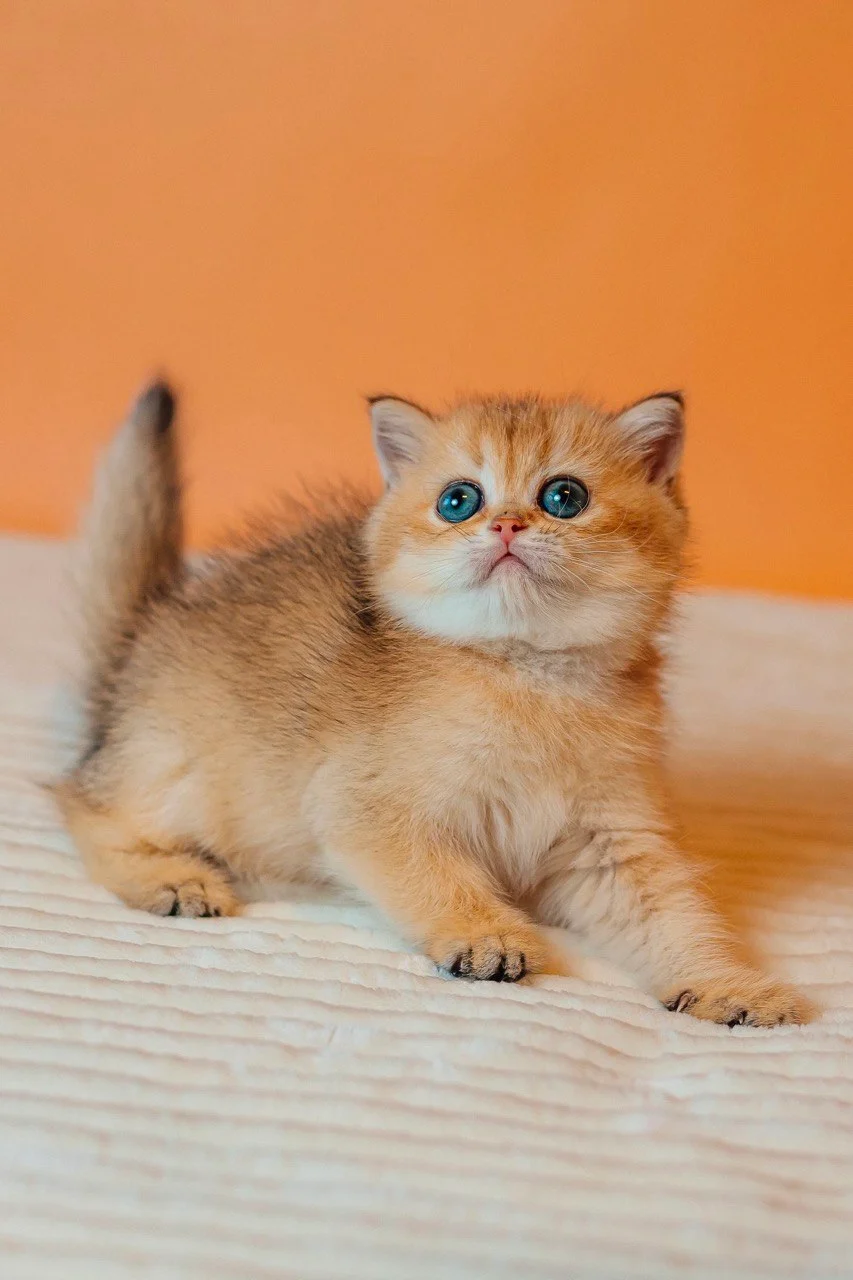 Eda Scottish Straight Black Golden Female - Image 7