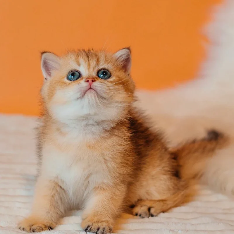 Beatrix Scottish Straight Black Golden Female