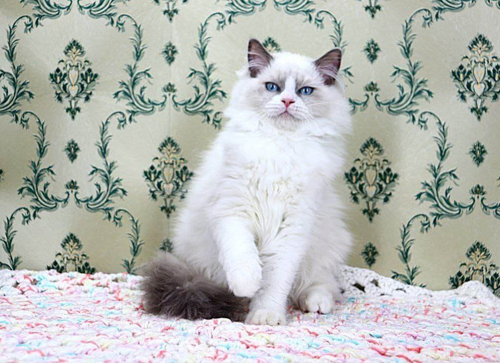 Jacob Ragdoll Blue Male - Image 6