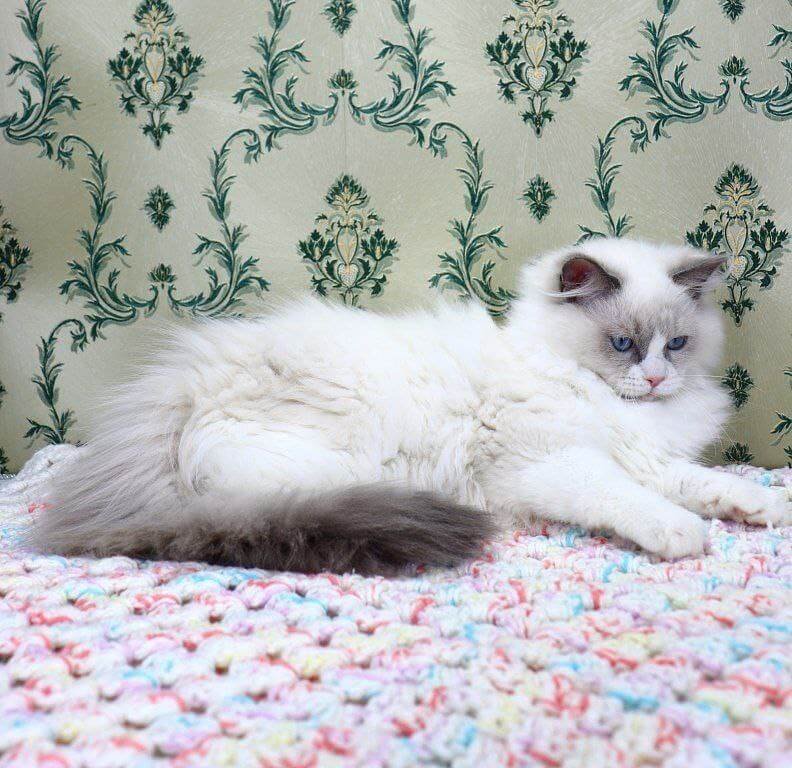 Jacob Ragdoll Blue Male - Image 2