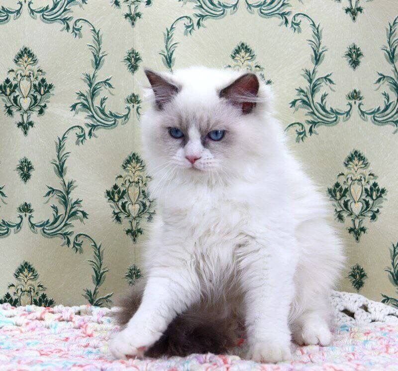 blue point ragdoll kitten for sale​