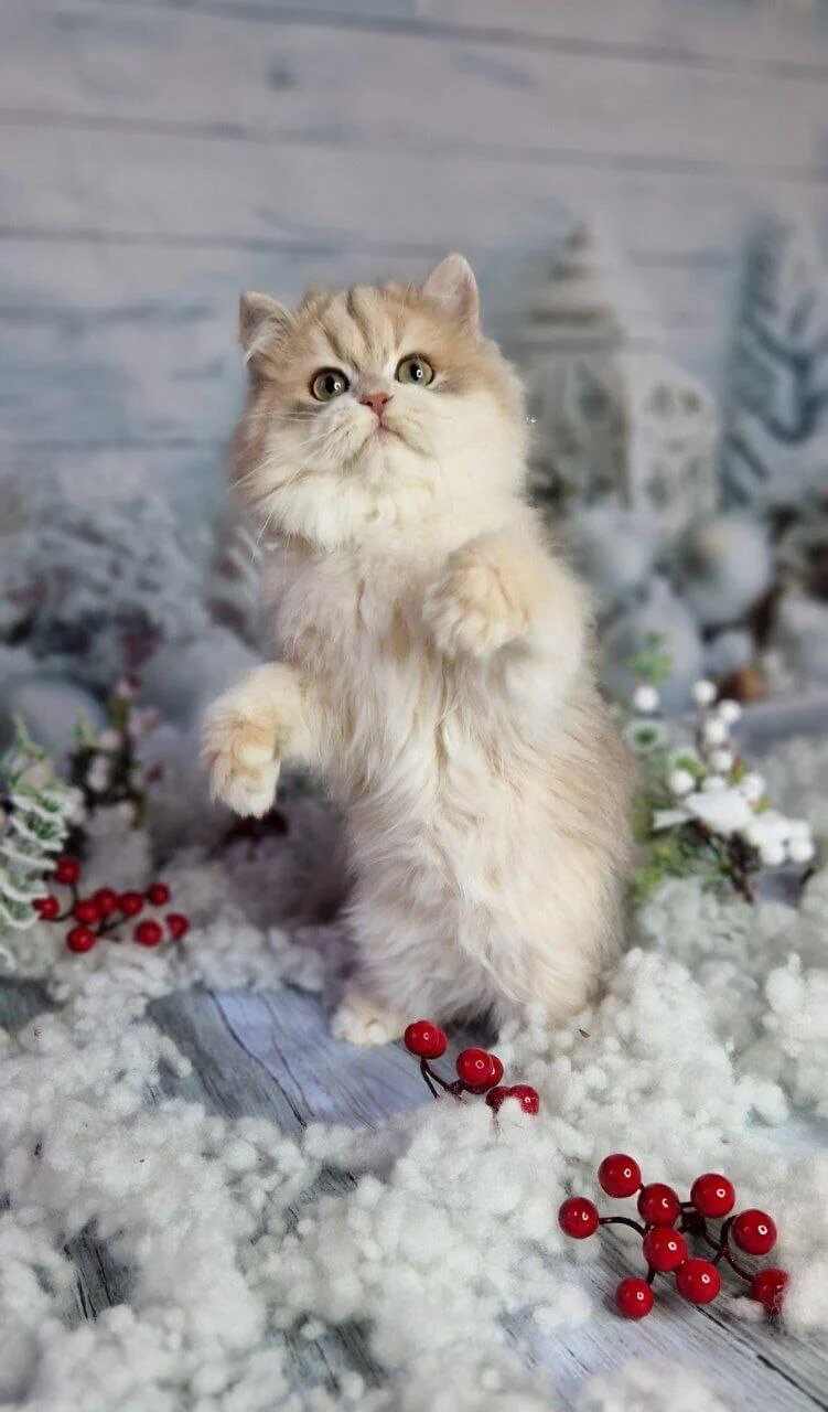 Ideal British Longhair Blue Golden Male - Image 2