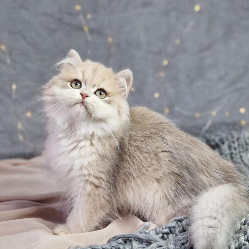 Ideal British Longhair Blue Golden Male