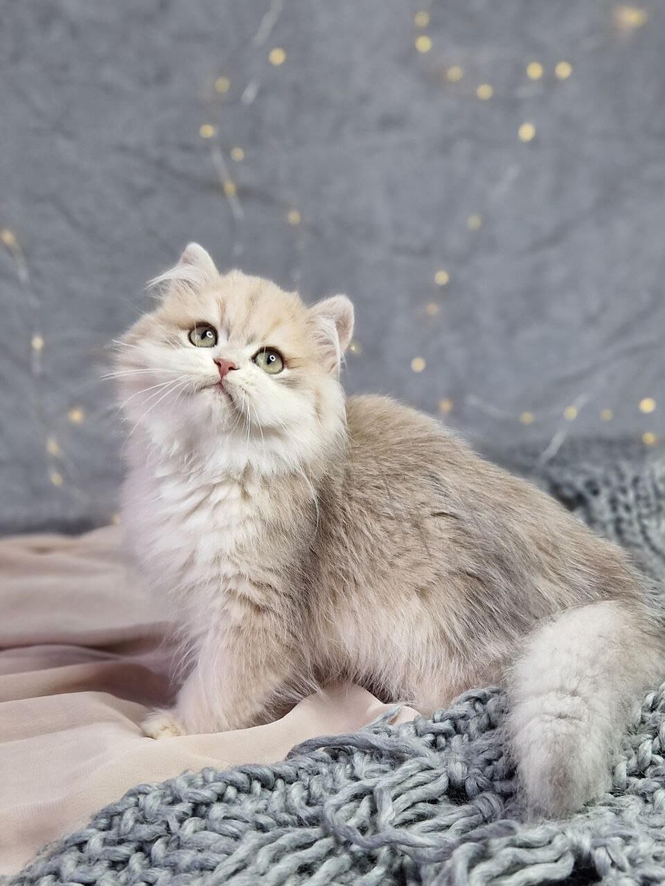 Ideal British Longhair Blue Golden Male