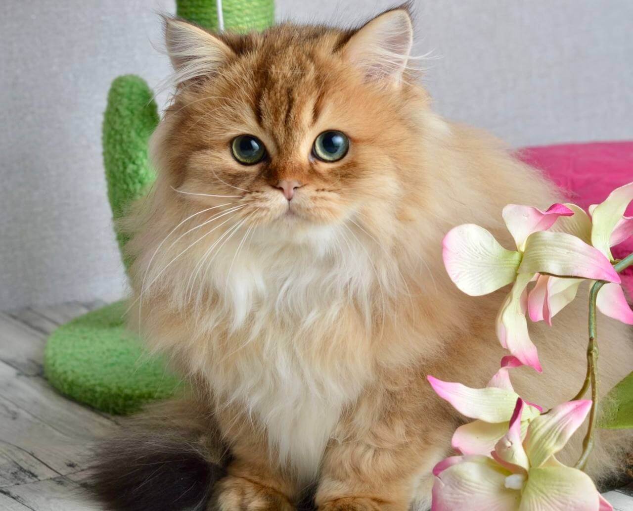 Liam Scottish Straight Black Golden Male - Image 3