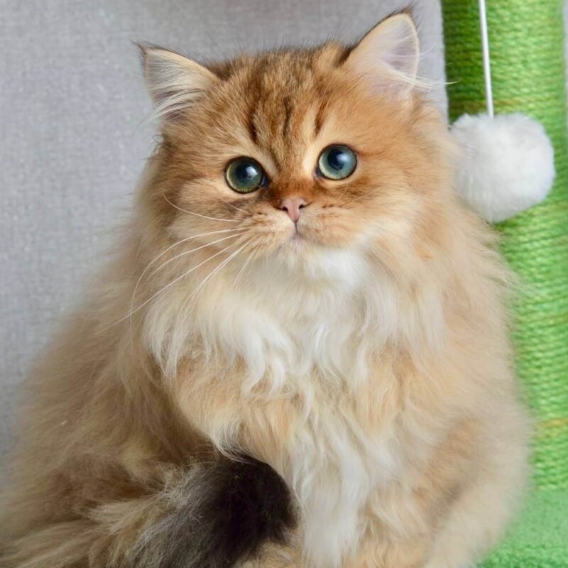 Liam Scottish Straight Black Golden Male