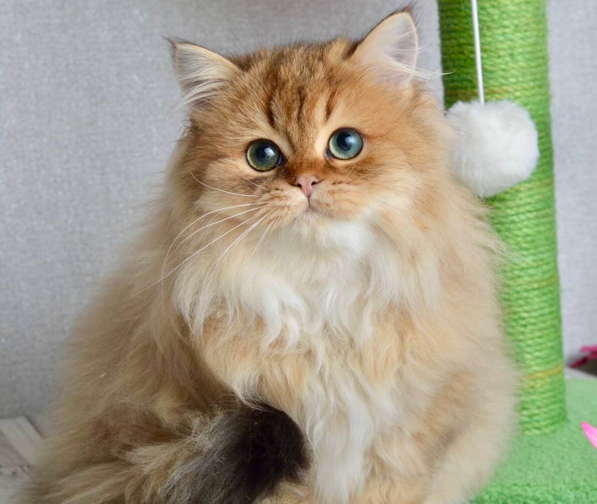 Liam Scottish Straight Black Golden Male