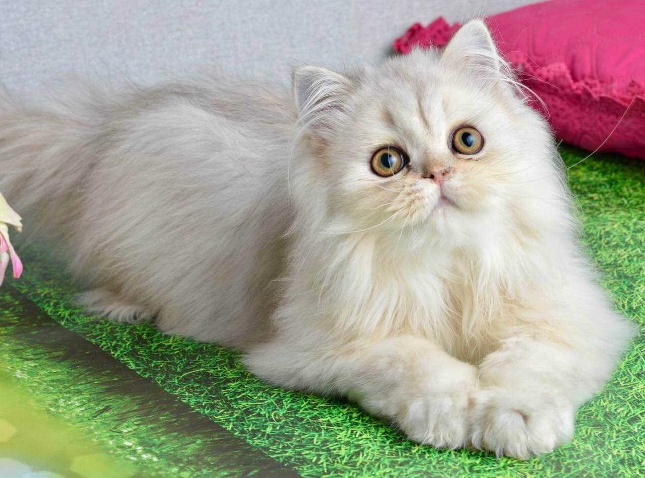 Monty Scottish Straight Black Silver Male - Image 4