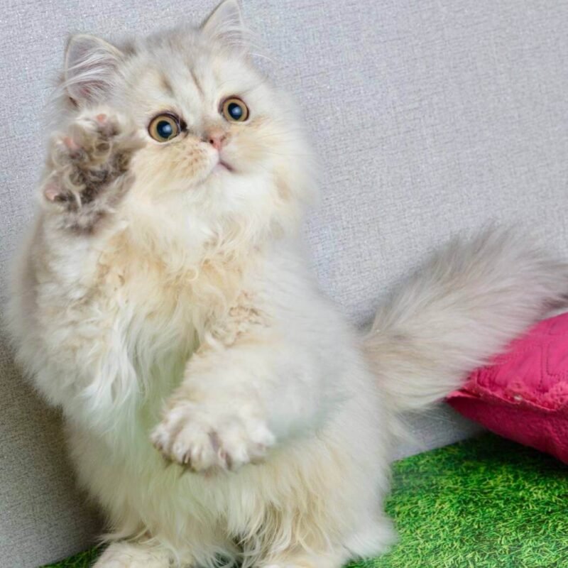 Monty Scottish Straight Black Silver Male