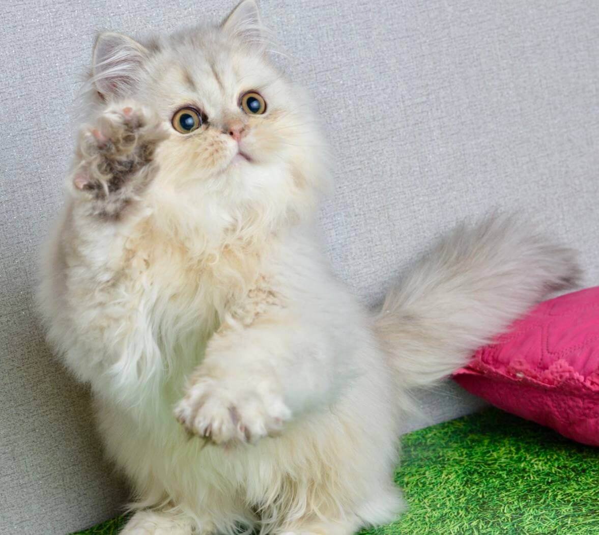 Monty Scottish Straight Black Silver Male