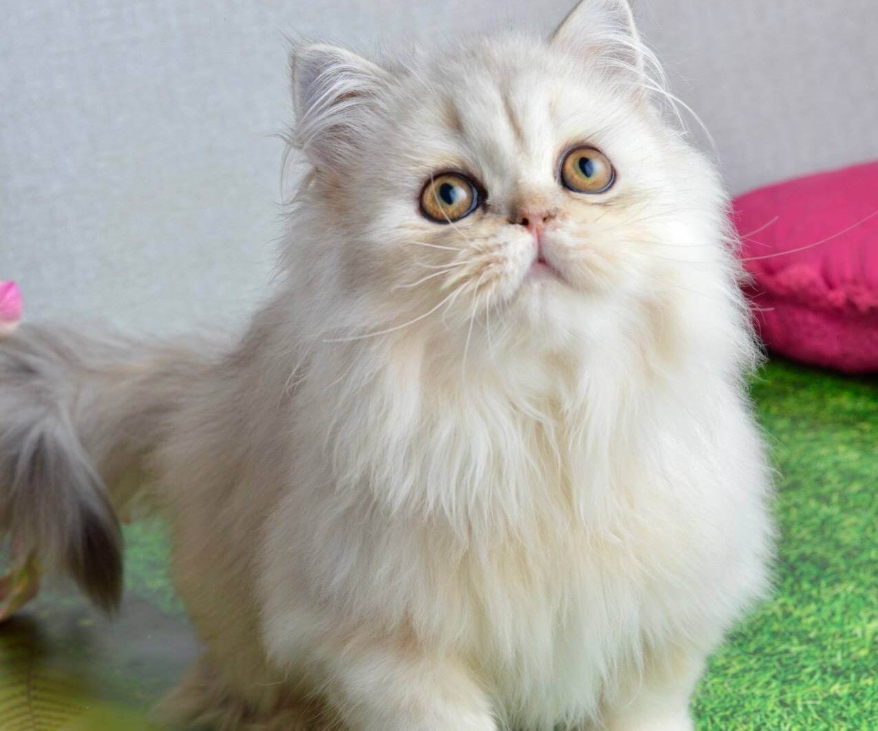 Monty Scottish Straight Black Silver Male - Image 5