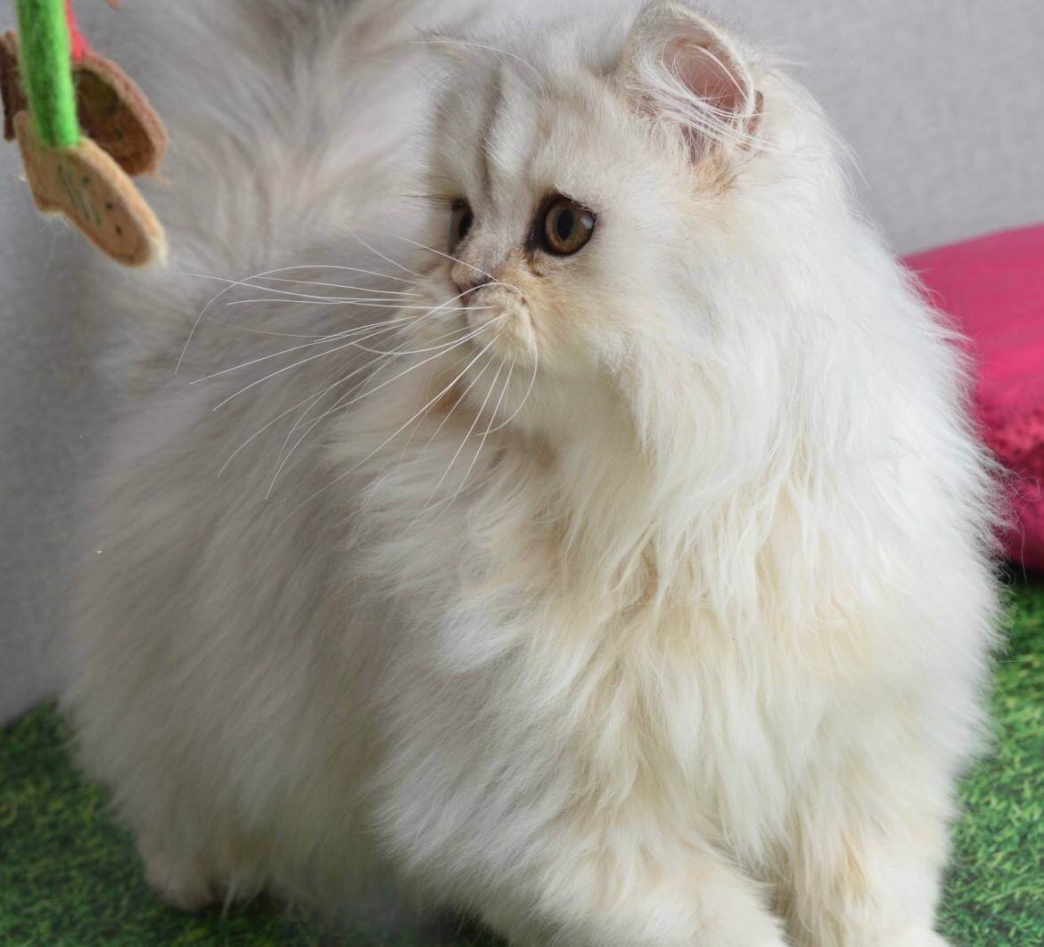 Monty Scottish Straight Black Silver Male - Image 2