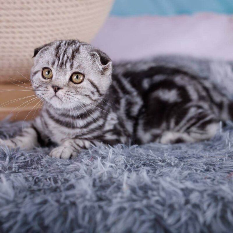 Xora Scottish Fold Black Silver Female