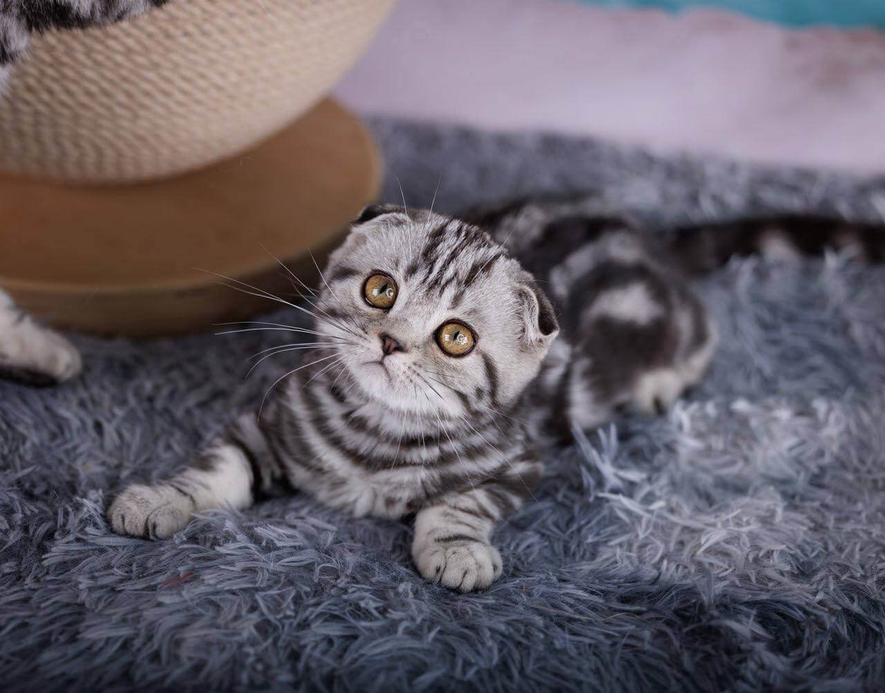 Xora Scottish Fold Black Silver Female - Image 5