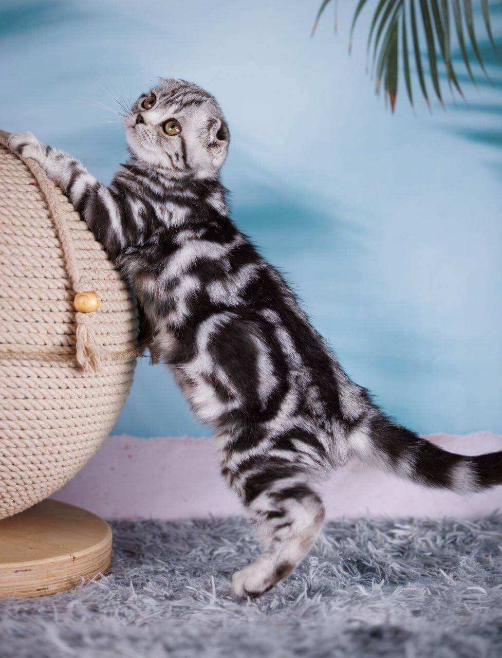 Xora Scottish Fold Black Silver Female - Image 2