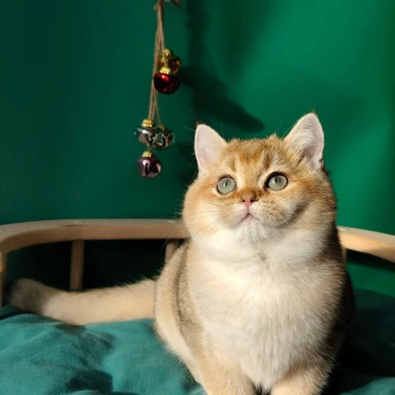 Claire British Shorthair Black Golden Female