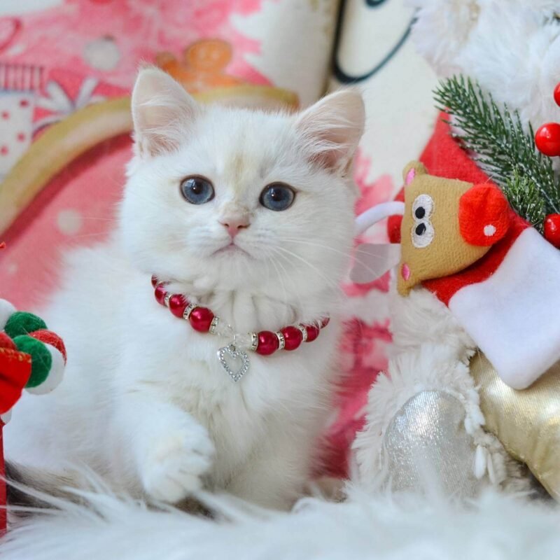 Nana British Shorthair Black Golden Female