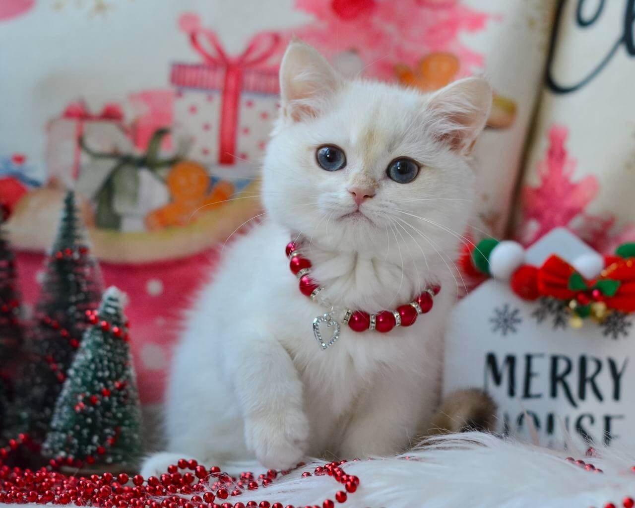 Nana British Shorthair Black Golden Female - Image 4