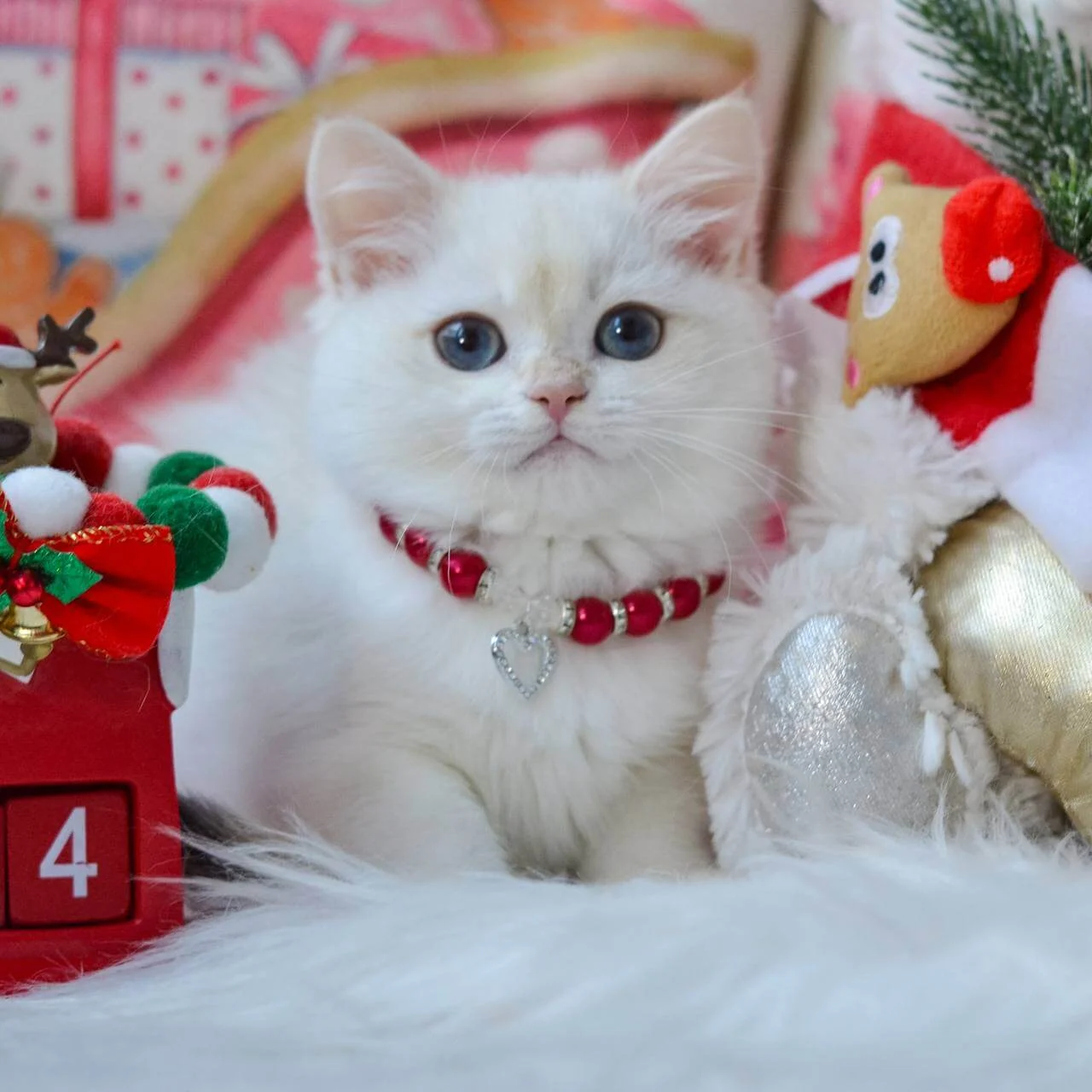 Nana British Shorthair Black Golden Female - Image 2