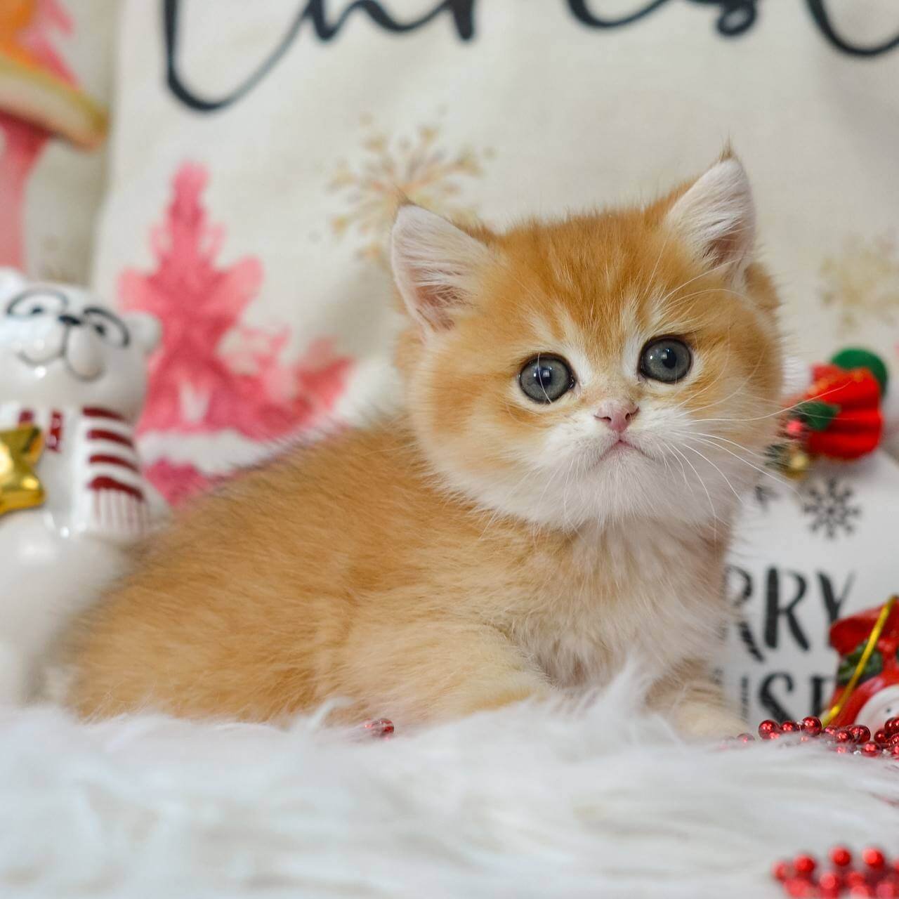Quint British Shorthair Black Golden Male - Image 3