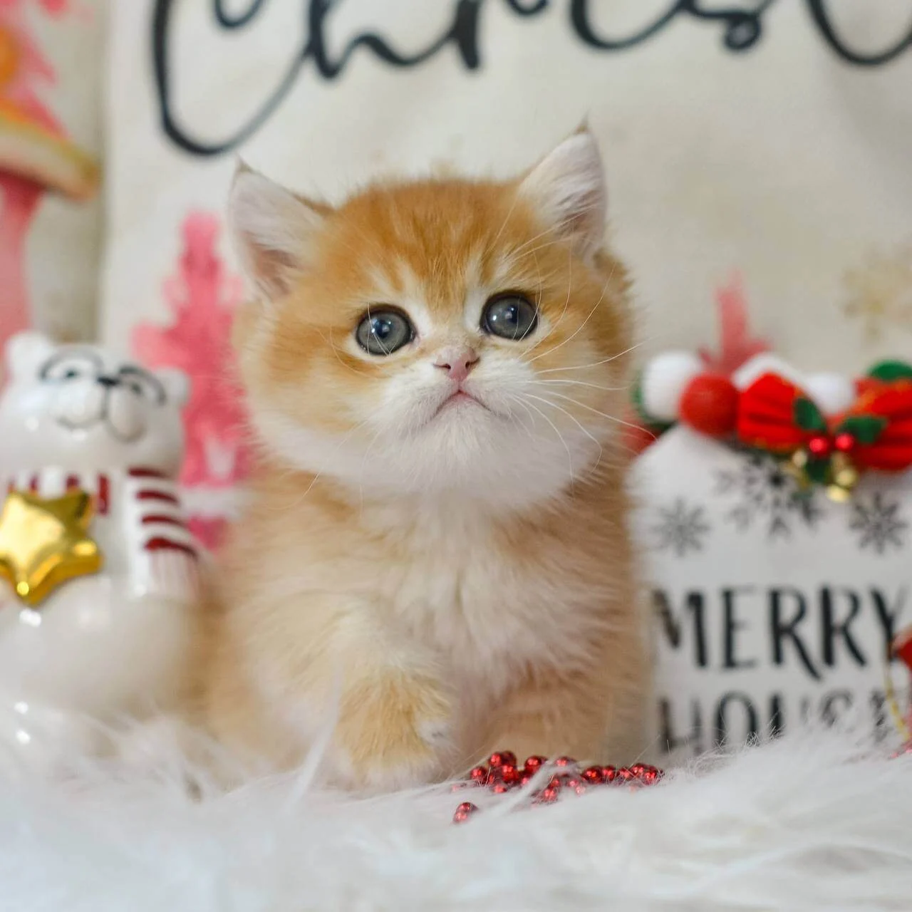 Quint British Shorthair Black Golden Male