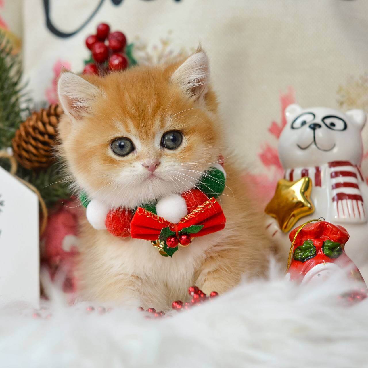 Quint British Shorthair Black Golden Male - Image 5