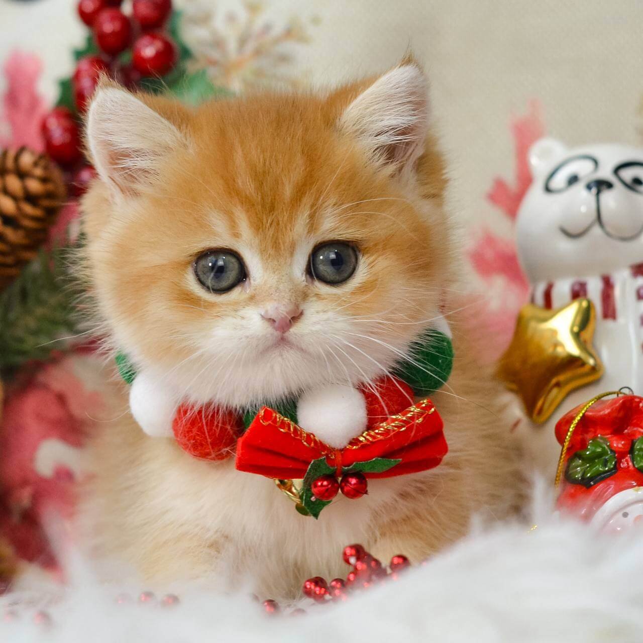 Quint British Shorthair Black Golden Male - Image 2