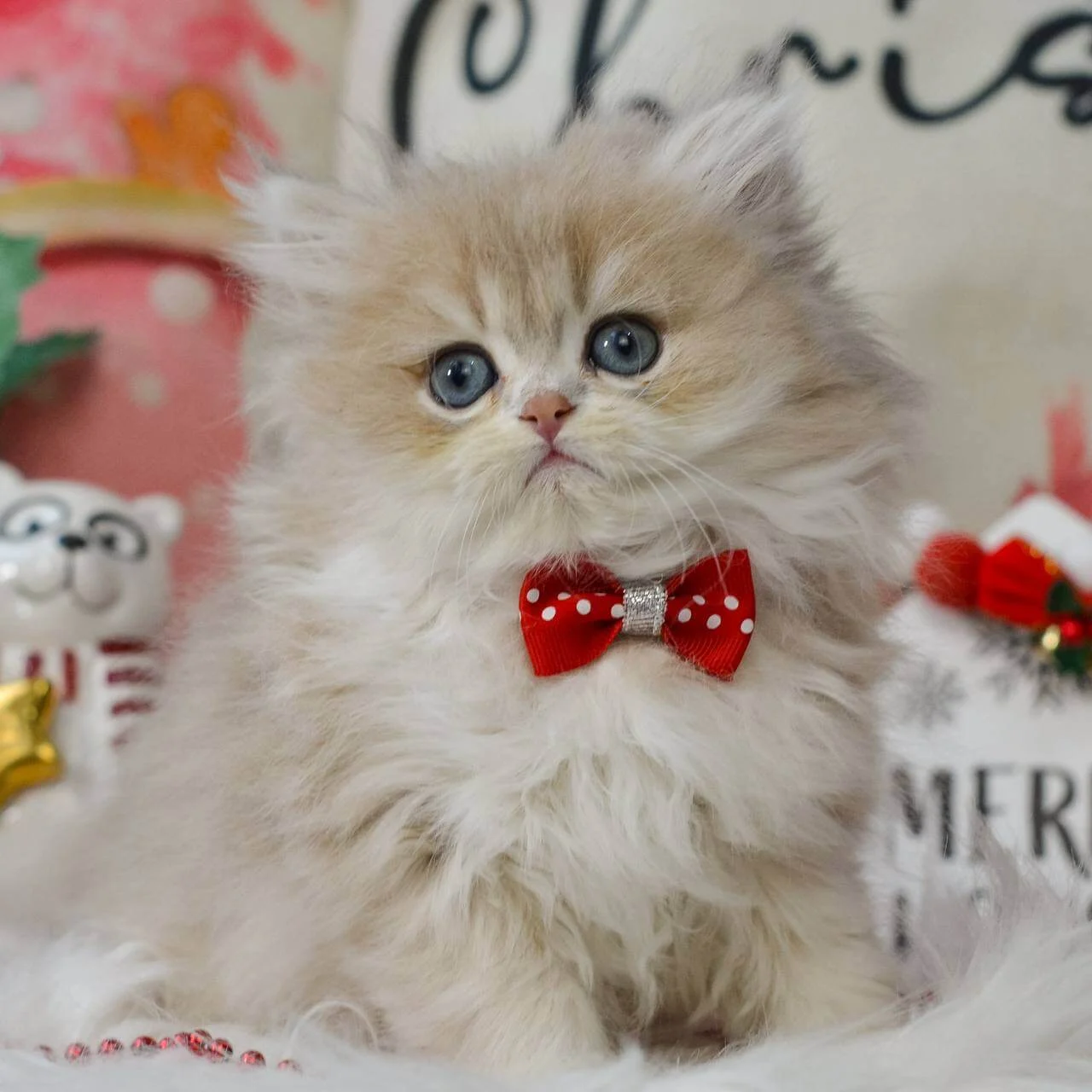 Quino British Longhair Blue Golden Male - Image 3