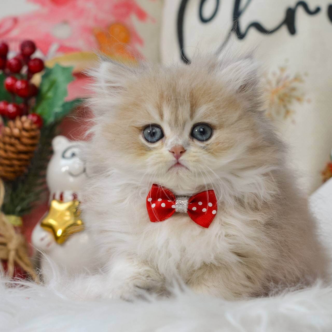 Quino British Longhair Blue Golden Male - Image 4