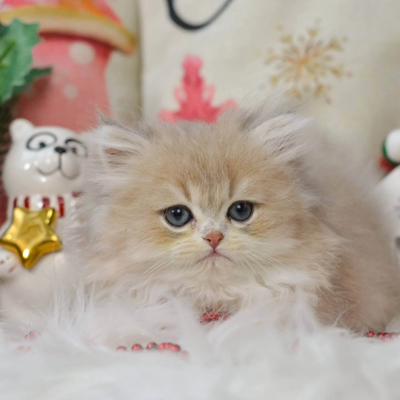 Quino British Longhair Blue Golden Male