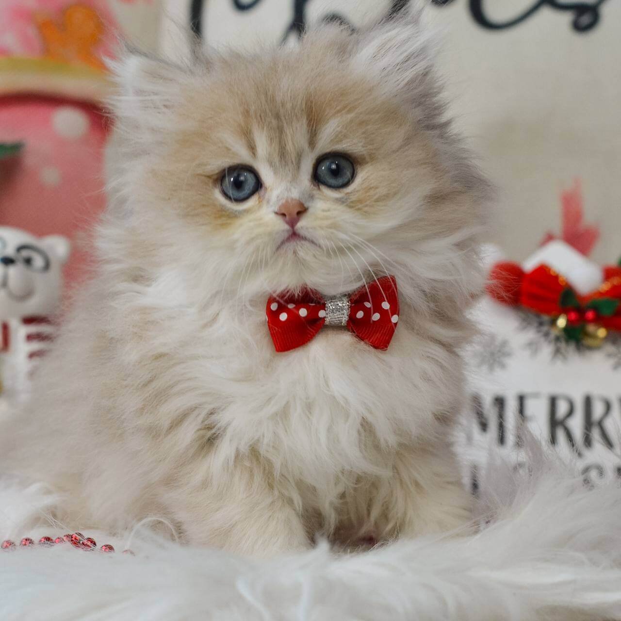 Quino British Longhair Blue Golden Male - Image 2