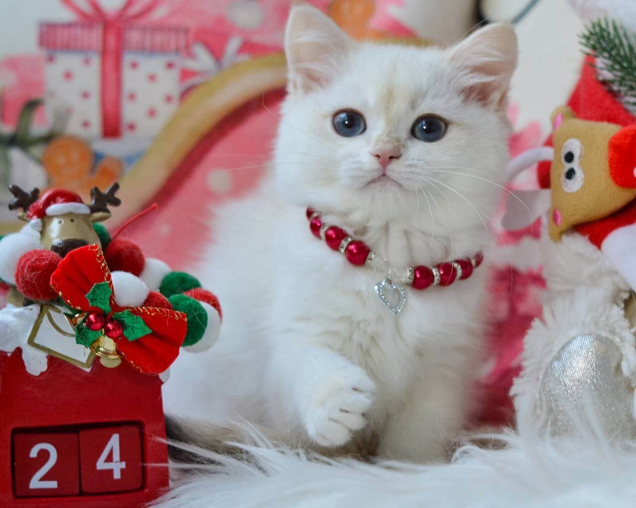 Nana British Shorthair Black Golden Female - Image 3