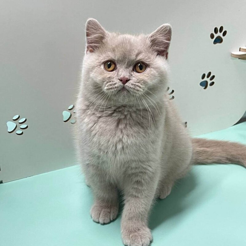 Casper British Shorthair Fawn Male