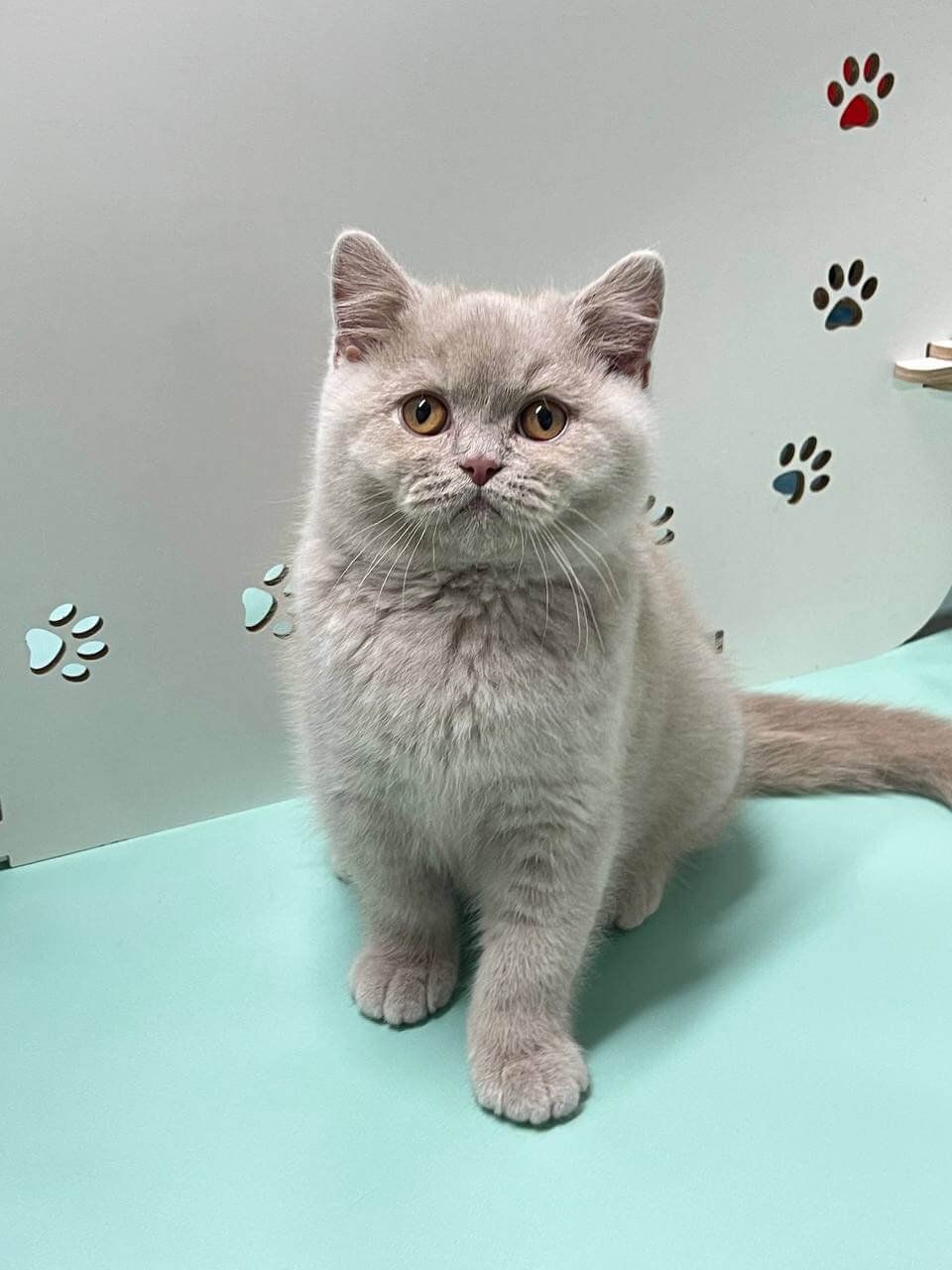 Casper British Shorthair Fawn Male