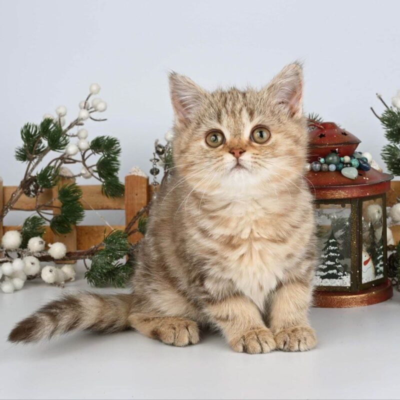 Asol British Shorthair Chocolate Female