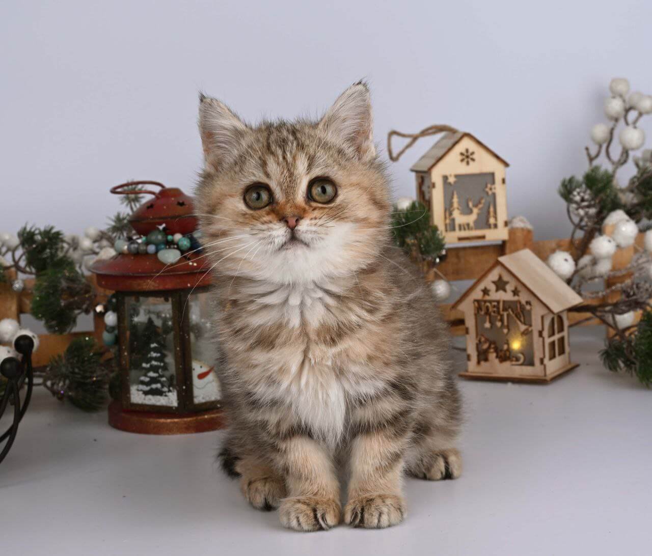 Adele British Shorthair Black Tabby Female - Image 2