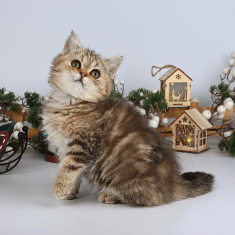 Adele British Shorthair Black Tabby Female