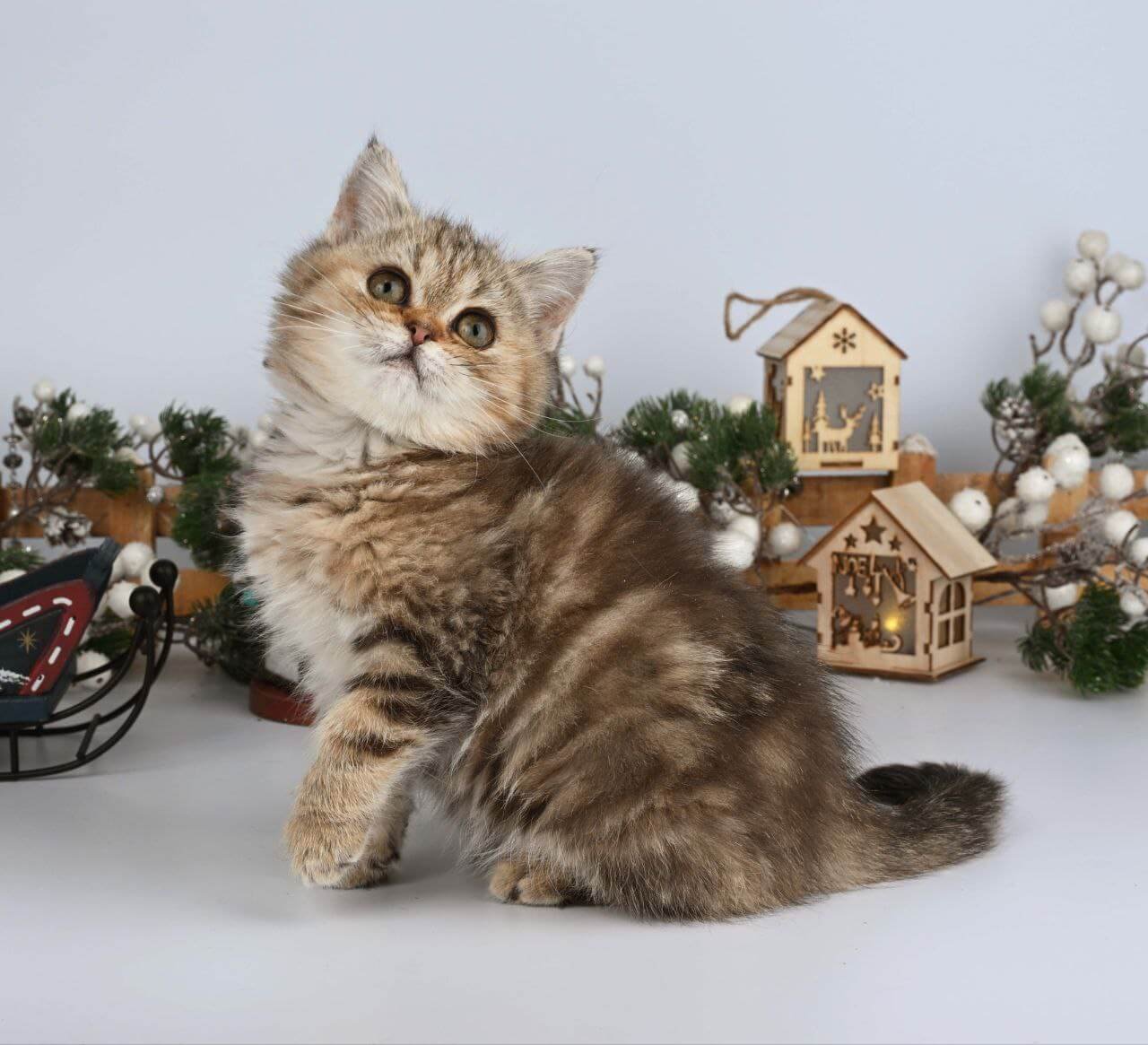 Adele British Shorthair Black Tabby Female