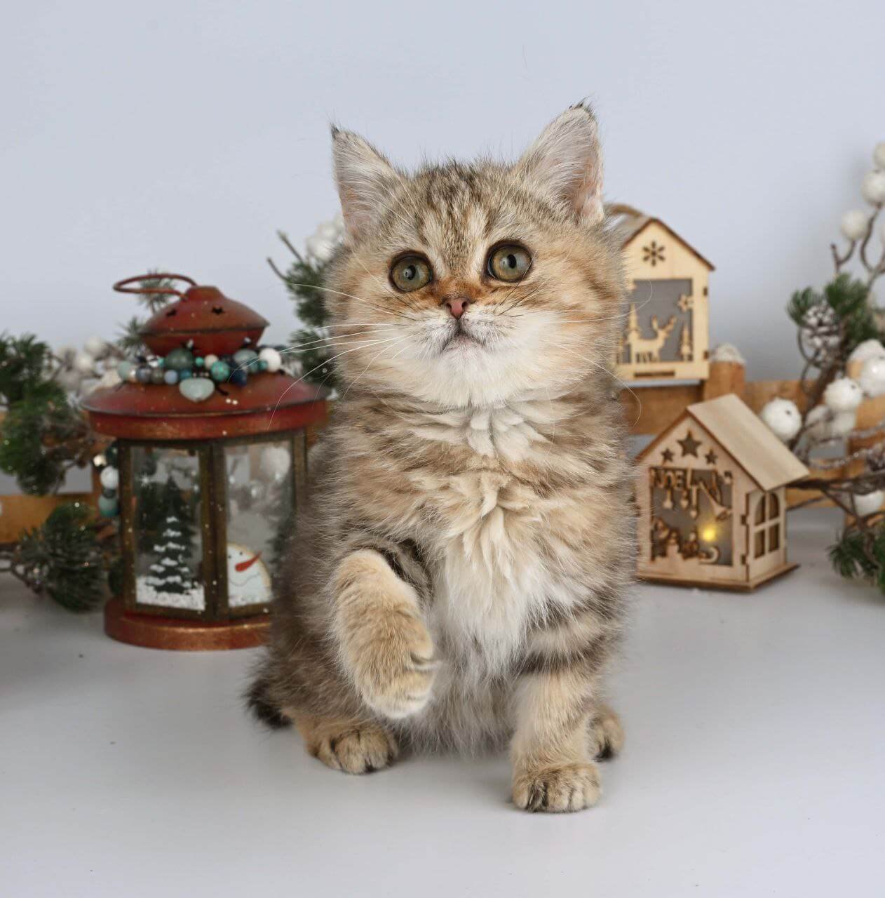 Adele British Shorthair Black Tabby Female - Image 3