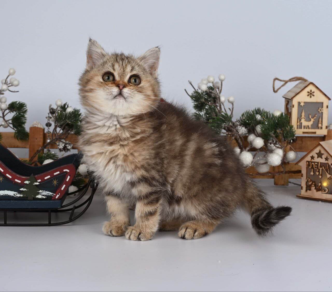 Adele British Shorthair Black Tabby Female - Image 4