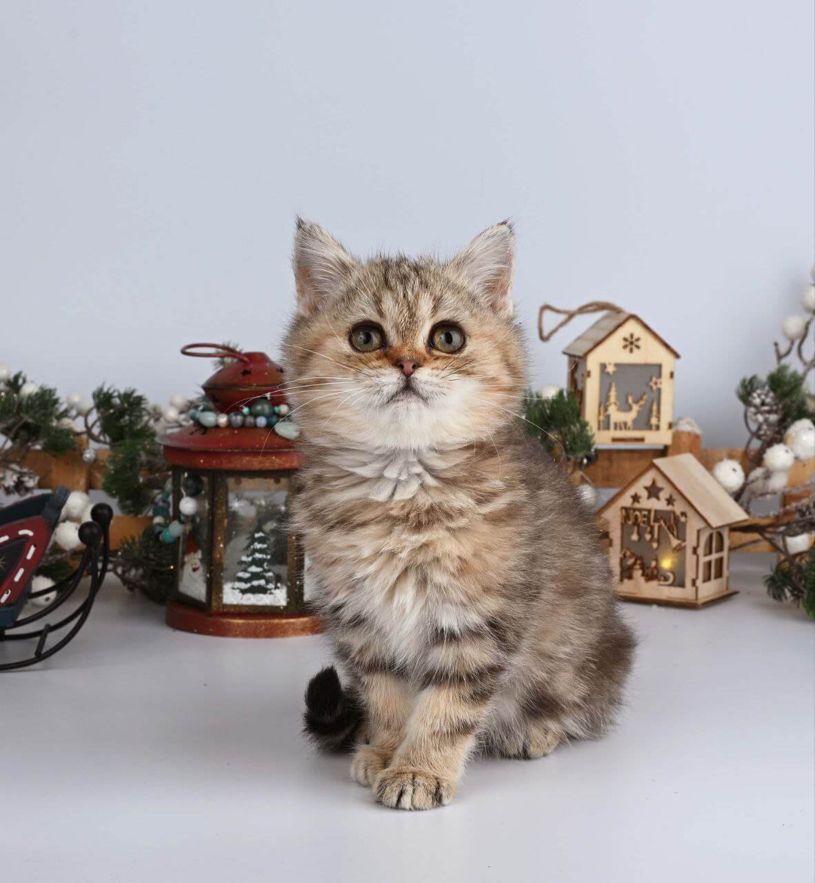 Adele British Shorthair Black Tabby Female - Image 5