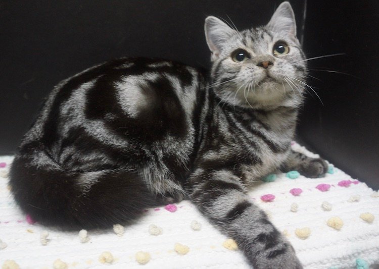 ragdoll-x-american-shorthair-male