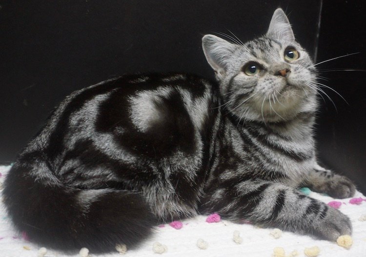 Ragdoll X American Shorthair male - Image 3