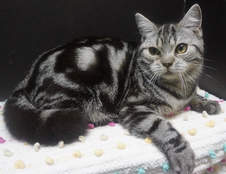 Ragdoll X American Shorthair male - Image 4