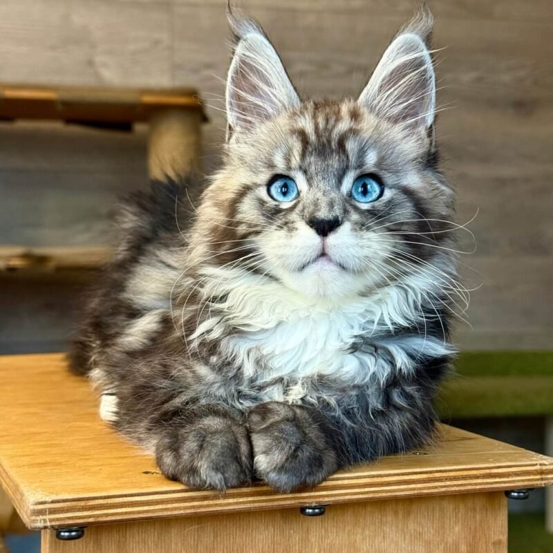 Diamond Maine Coon Black Silver Male