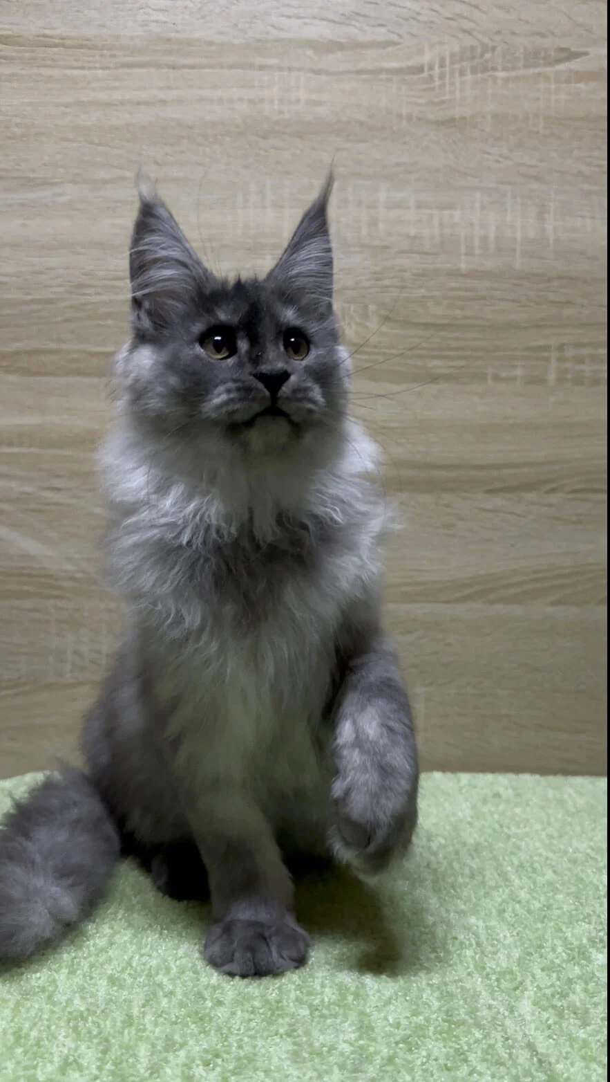 Jam Maine Coon Black Silver Male - Image 3