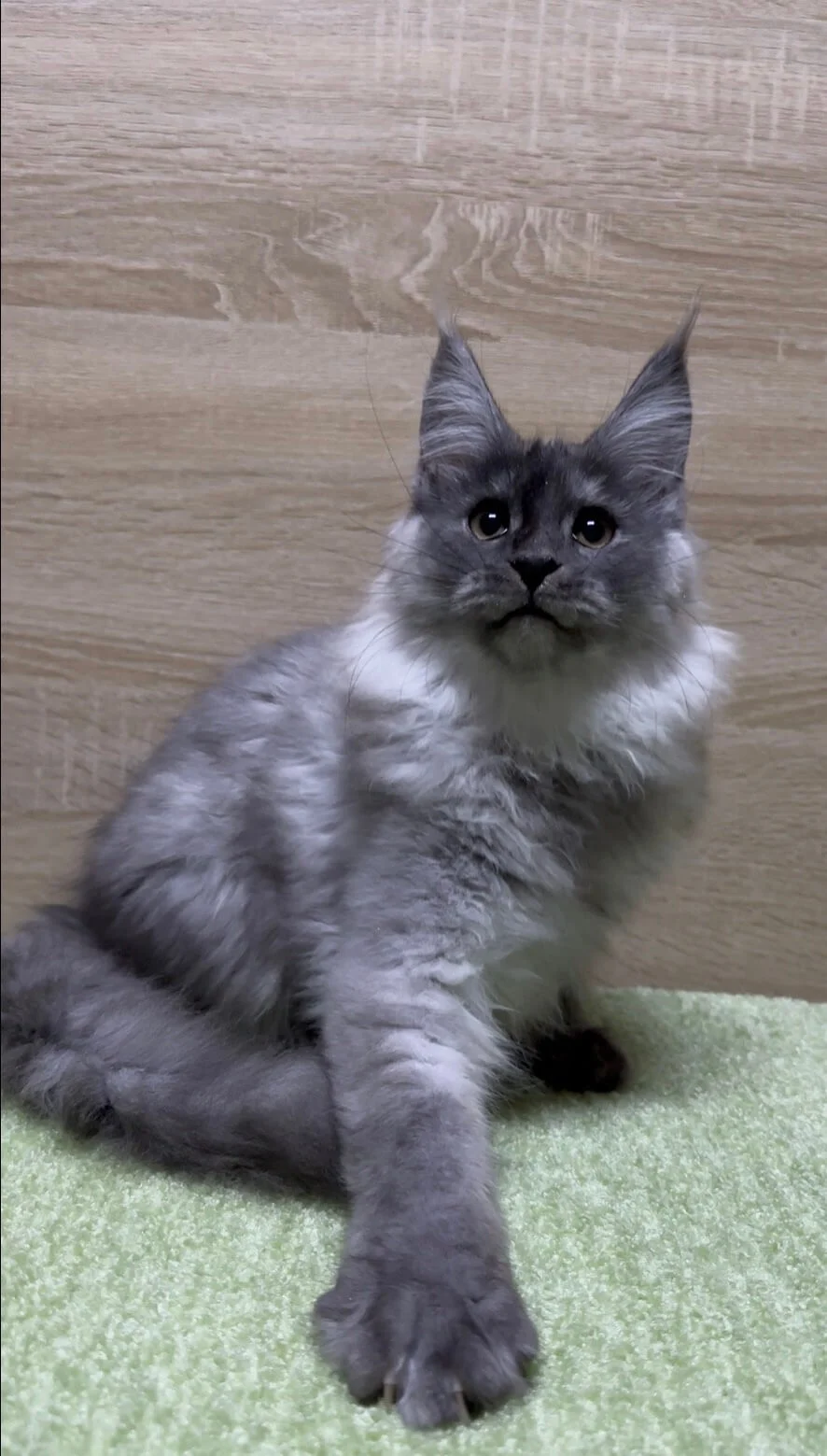 Jam Maine Coon Black Silver Male - Image 6